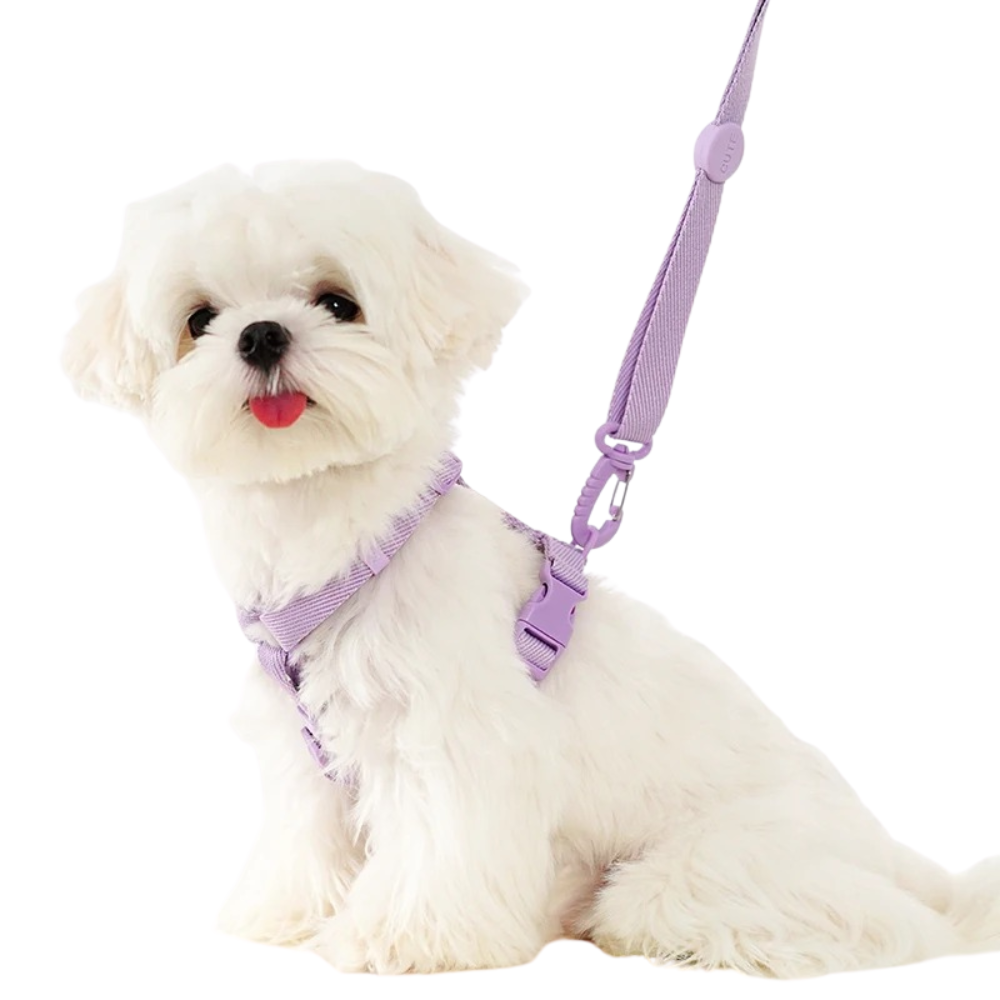 Stylisches & ergonomisches Hundegeschirr mit Leine – Für kleine bis mittelgroße Hunde