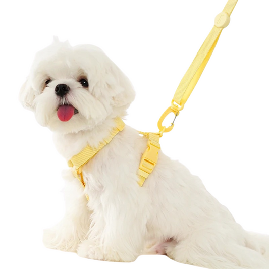 Stylisches & ergonomisches Hundegeschirr mit Leine – Für kleine bis mittelgroße Hunde