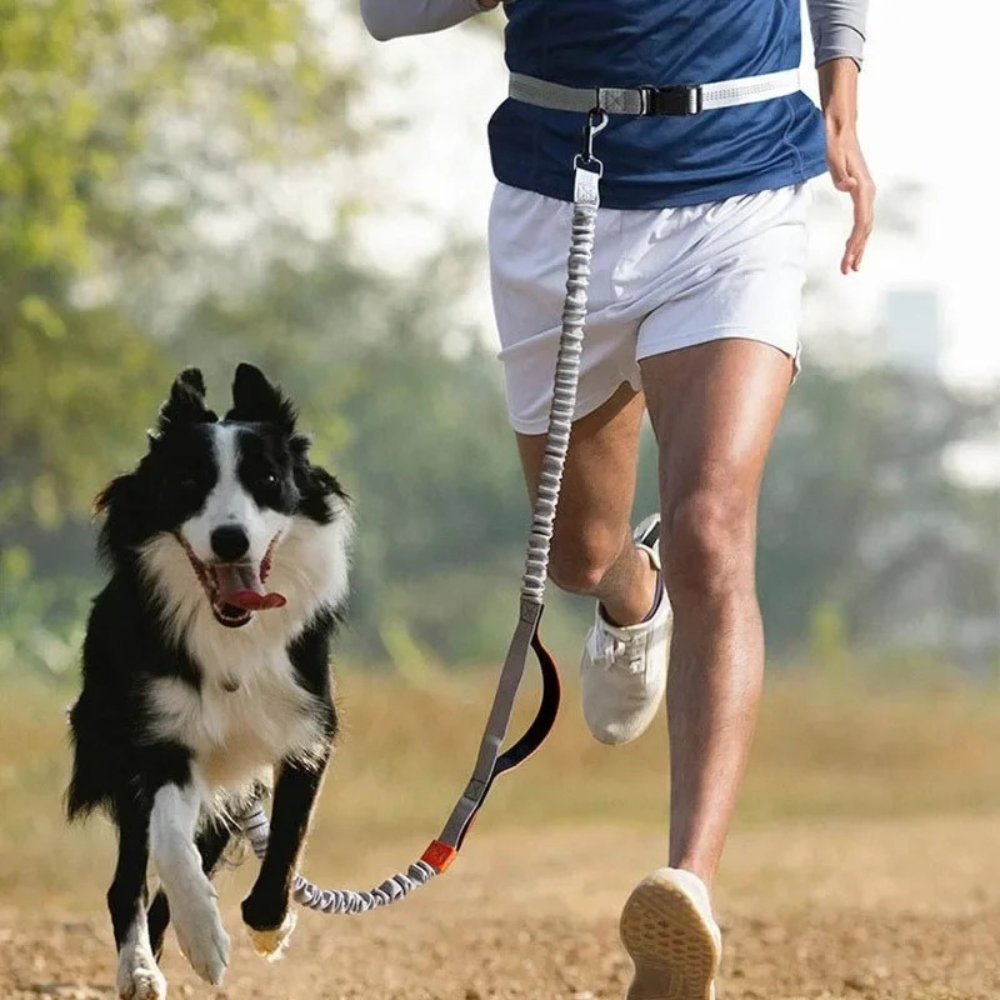 HANDS-FREE JOGGING-LEINE - Endlich freie Hände beim Laufen mit Ihrem Hund! (Bestseller 2025) - Dog Aware