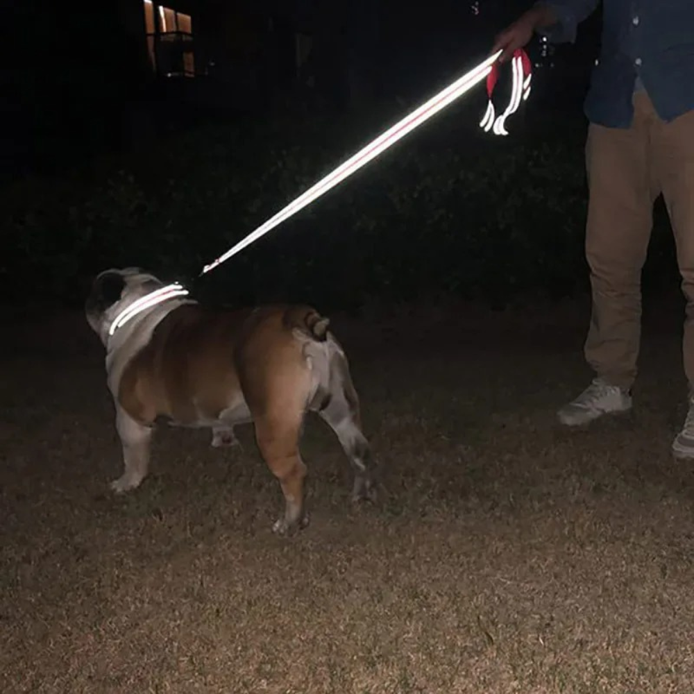 SICHERHEITS-HUNDELEINE mit 360° Reflex-Schutz - Nie wieder unsichtbar bei Nacht! (Bestseller 2025) - Dog Aware